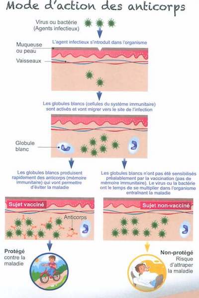 Mode Action Vaccination